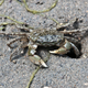 The Oregon shore crab, Hemigrapsus oregonensis. Photo Courtesy Jerry Kirkhart